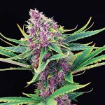purple-kush-cannabis-marijuana-600x600.jpg