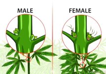 Male-or-female-weed-plant.jpg