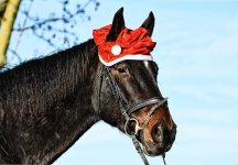 horse-christmas-santa-hat-funny-animal-cute.jpg