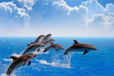 depositphotos_54239869-stock-photo-jumping-dolphins.jpg