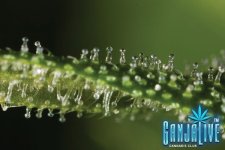 Clear-trichome-resing-gland.jpg