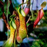nepenthes-01.jpg