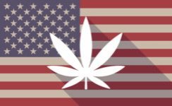 cannabisnews-1-5-243x150.jpg