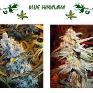 Blue Himalava