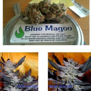 Blue Magoo