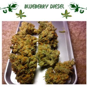 Blueberry Diesel