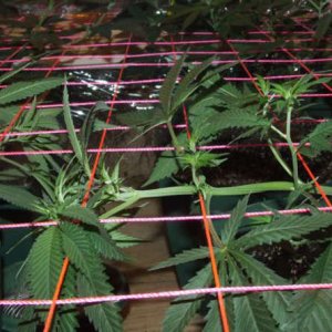 scrog early stage