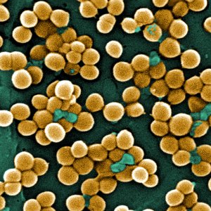 Промышленная конопля убивает бактерии стафилококка