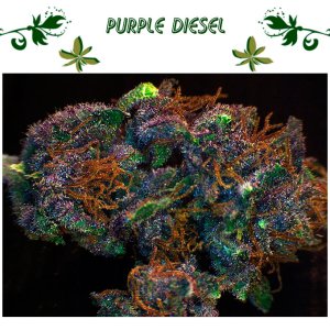 Purple Diesell