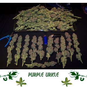 Purple Urkle сорт