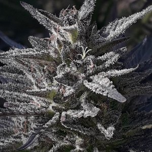 2020. unknown kush fast от delicious seeds.