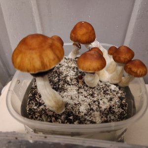 грибы богатыри.jpg