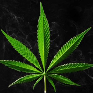 Медицинская марихуана в Миннесоте